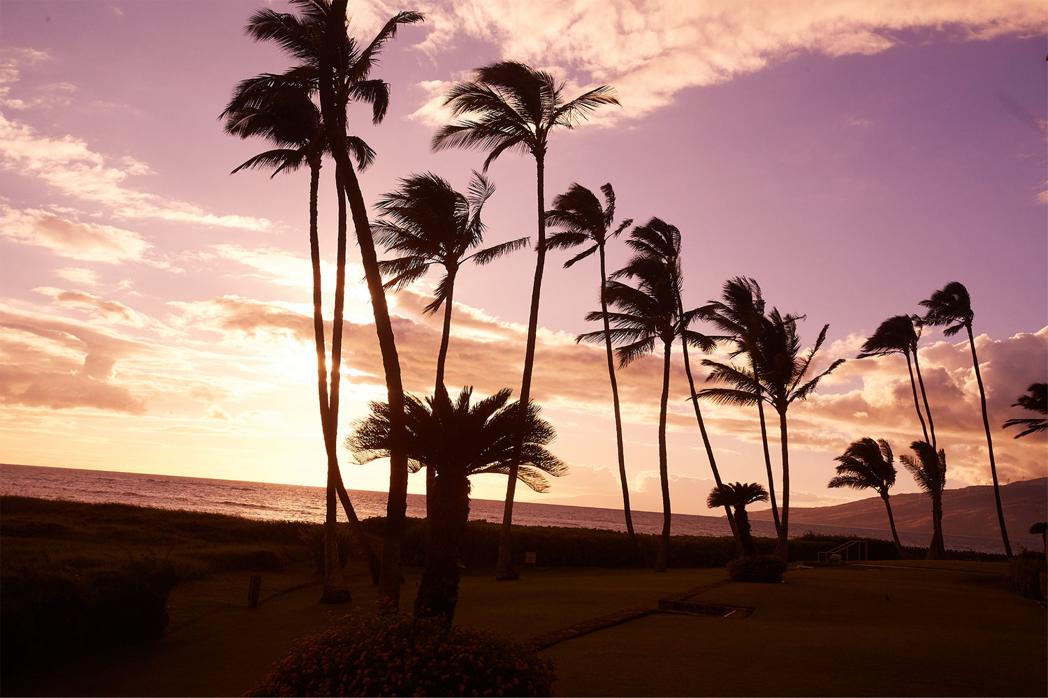 Evening Palm Trees